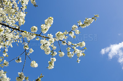 Buy stock photo Cherry flowers on a branch in a quiet garden against a sky background on a sunny day. White flowers blooming in peaceful nature, sustainable ecology in the countryside. Serene flowers in nature 