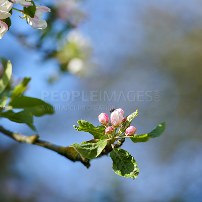 Buy stock photo Beautiful blooming apple tree blossom with a bee pollinating the flower. Natural spring beauty with pink flowers on a green tree branch against a blurred background of colorful plants in spring