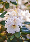 Rhododendron