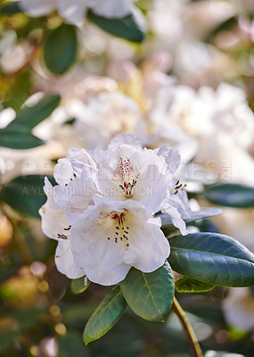 Buy stock photo Rhododendron Flowers in my garden