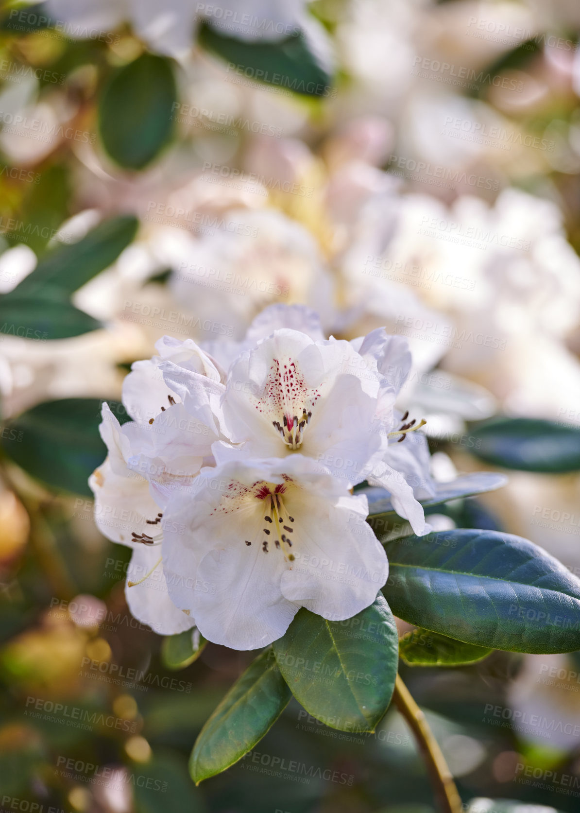 Buy stock photo Rhododendron Flowers in my garden