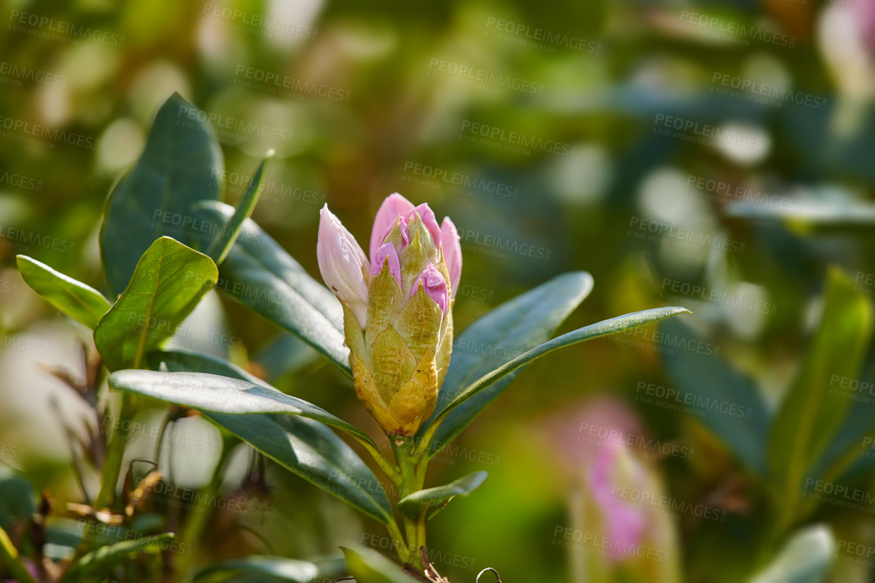 Buy stock photo Rhododendron Flowers in my garden