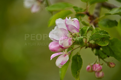 Buy stock photo Closeup view of Malus pumila flowers in focus as nature background. Springtime flowers bloom and show their beauty in detail. Isolated view of the plant growing in a garden or a forest 