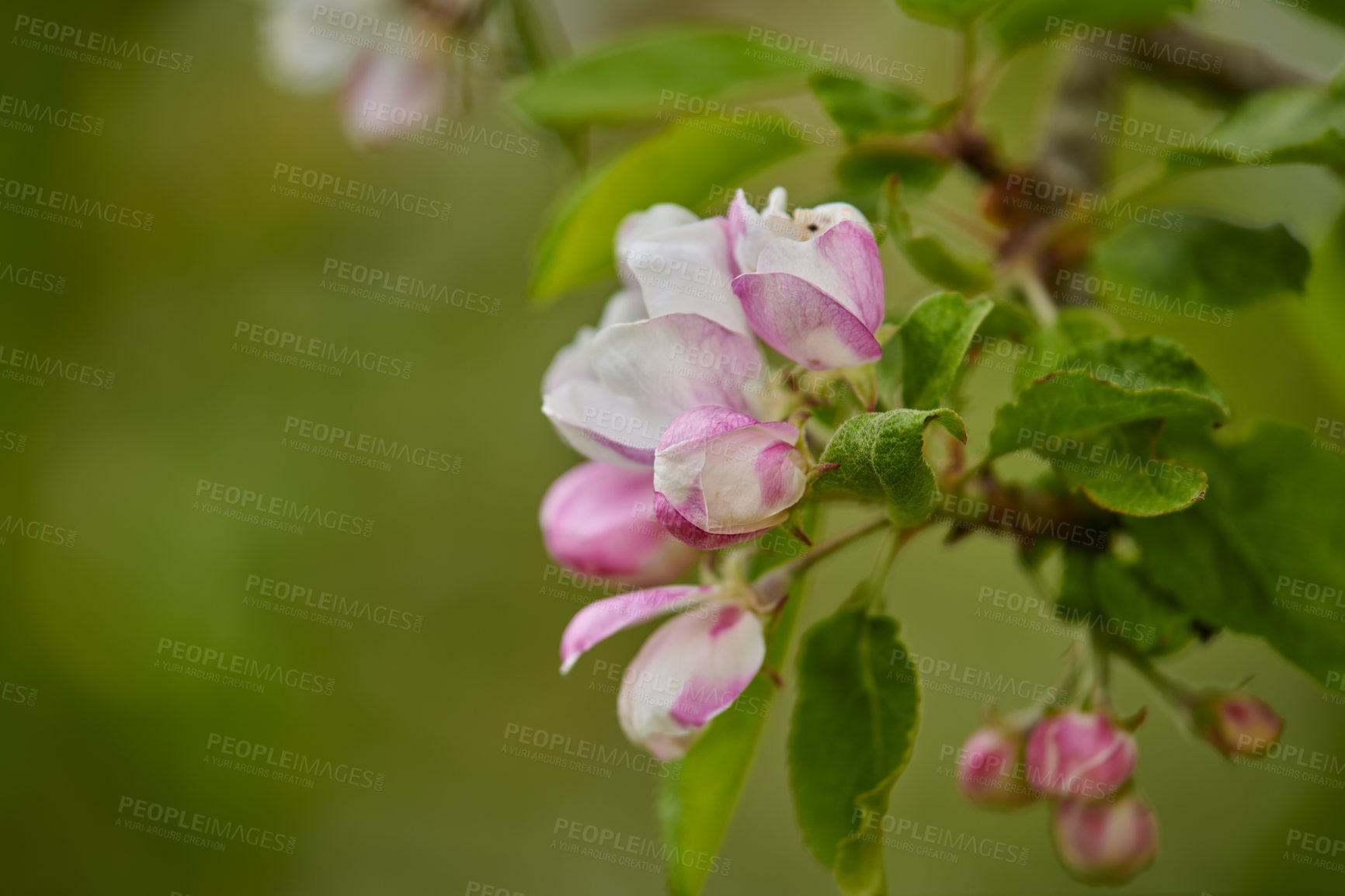 Buy stock photo Closeup view of Malus pumila flowers in focus as nature background. Springtime flowers bloom and show their beauty in detail. Isolated view of the plant growing in a garden or a forest 