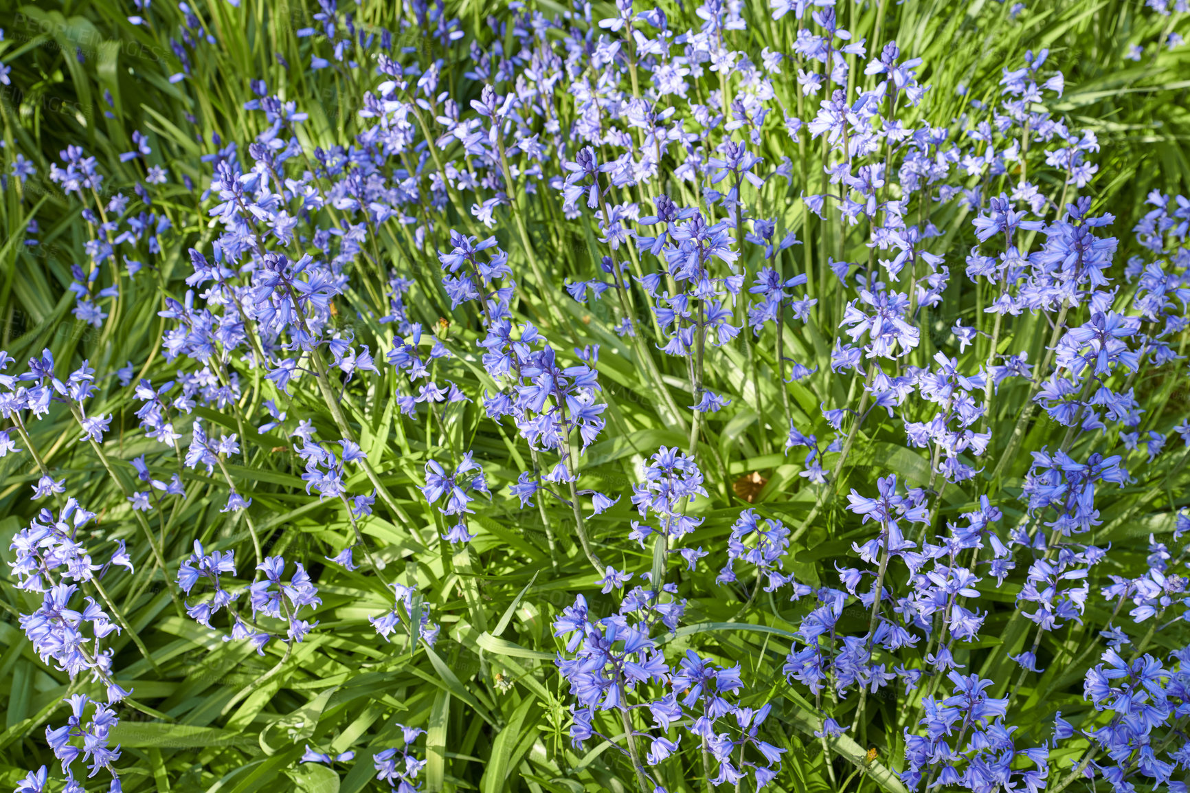 Buy stock photo Field of purple bluebell flowers growing in a spring garden. Many pretty and colorful perennial flowering plants with green leaves and stems blooming outdoors. Vibrant decorative flowers in a park