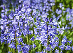 Bluebells in my garden