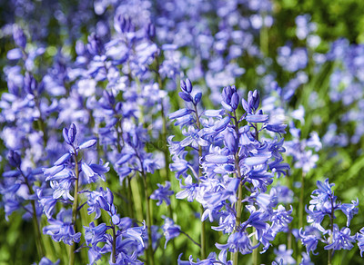 Buy stock photo A field of Bluebell flowers blooming outdoors in a park on a spring day. Beautiful vibrant purple plants growing in a green bush outside in a park in summer. Bright flora blossoming in a garden