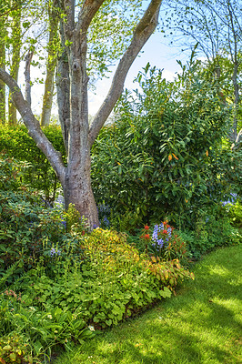 Buy stock photo Closeup natural view of beautiful trees and nature. Bright colorful greenery showing life outdoors, clean cut fresh plants and grass. Detailed environment of leaves and stems on a sunny day.