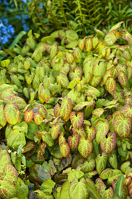 Buy stock photo A series of beautiful garden photos