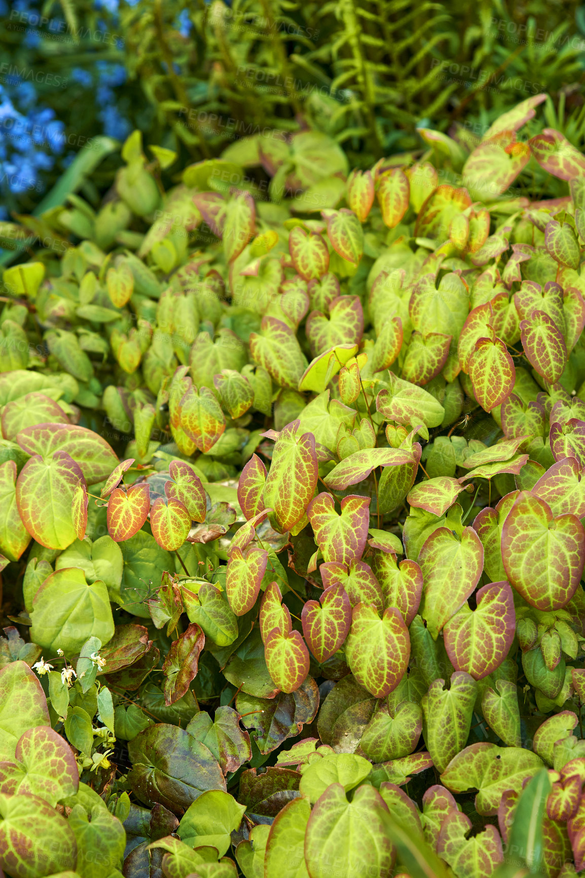 Buy stock photo A series of beautiful garden photos