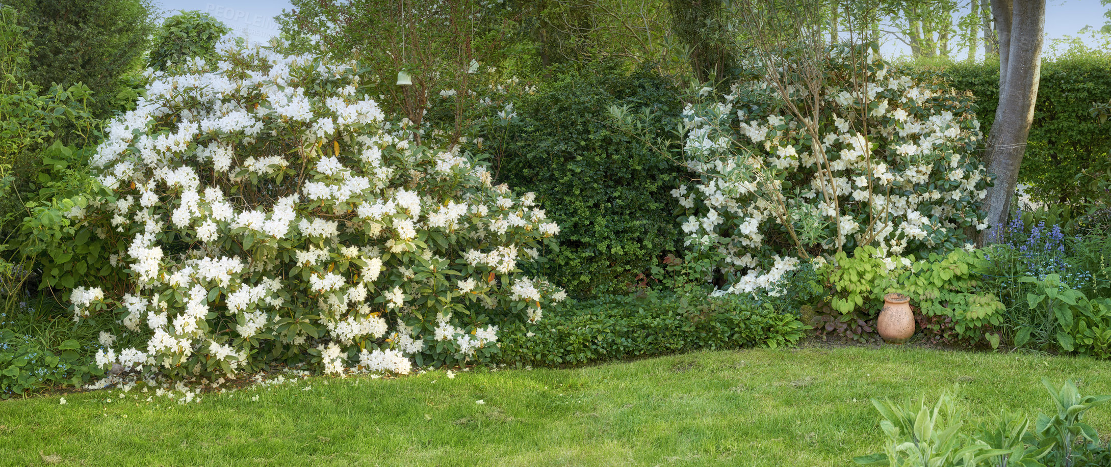 Buy stock photo Landscape banner view of rhododendron flowers in a backyard garden in summer. Scenic view of a beautiful park with greenery and plants for landscaping in spring. Different species of flora in nature