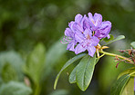 Rhododendron - garden flowers in May