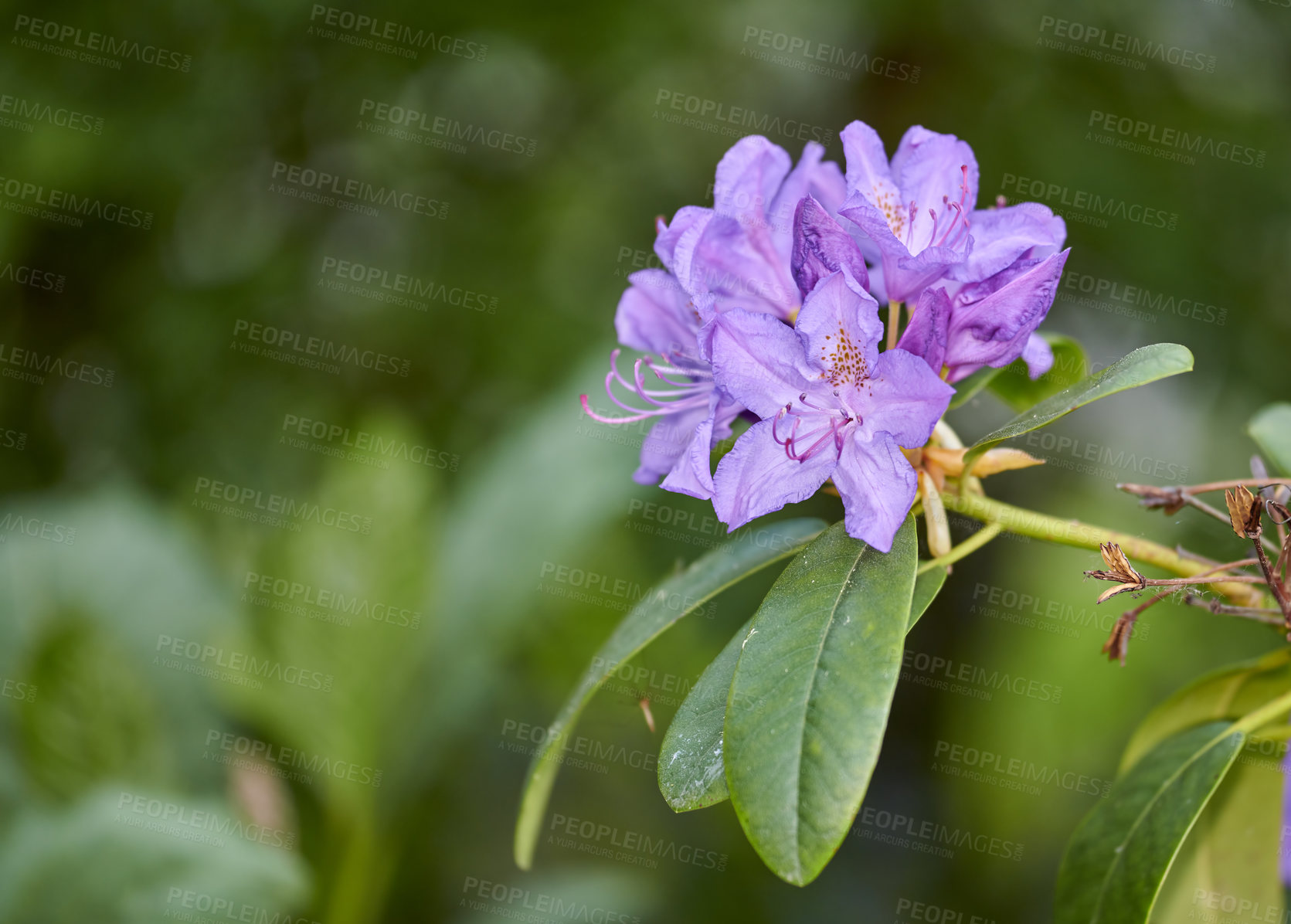 Buy stock photo Rhododendron is a genus of 1,024 species of woody plants in the heath family, either evergreen or deciduous, and found mainly in Asia, although it is also widespread throughout the Southern Highlands of the Appalachian Mountains of North America.