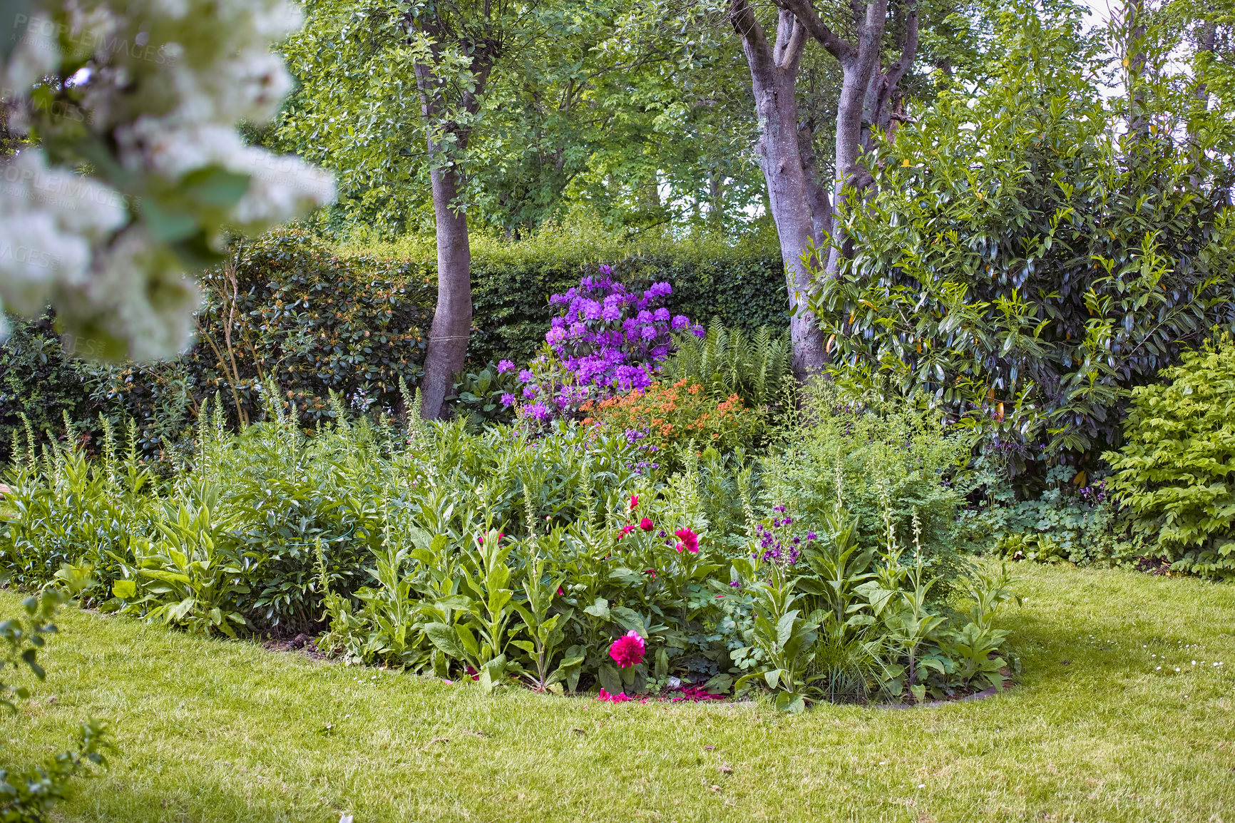 Buy stock photo Rhododendron is a genus of 1,024 species of woody plants in the heath family, either evergreen or deciduous, and found mainly in Asia, although it is also widespread throughout the Southern Highlands of the Appalachian Mountains of North America.