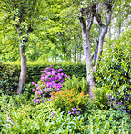 Rhododendron - garden flowers in May