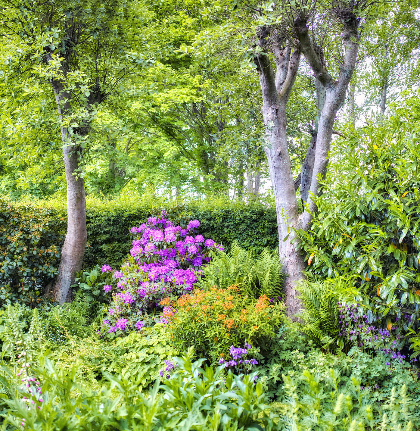 Buy stock photo Rhododendron is a genus of 1,024 species of woody plants in the heath family, either evergreen or deciduous, and found mainly in Asia, although it is also widespread throughout the Southern Highlands of the Appalachian Mountains of North America.