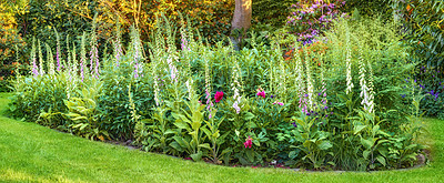 Buy stock photo Colorful Foxglove flowers growing in a green park. Gardening beautiful perennial plants grown as decoration in neat garden or a well maintained backyard. Pink and purple flowerbed on a lawn in spring