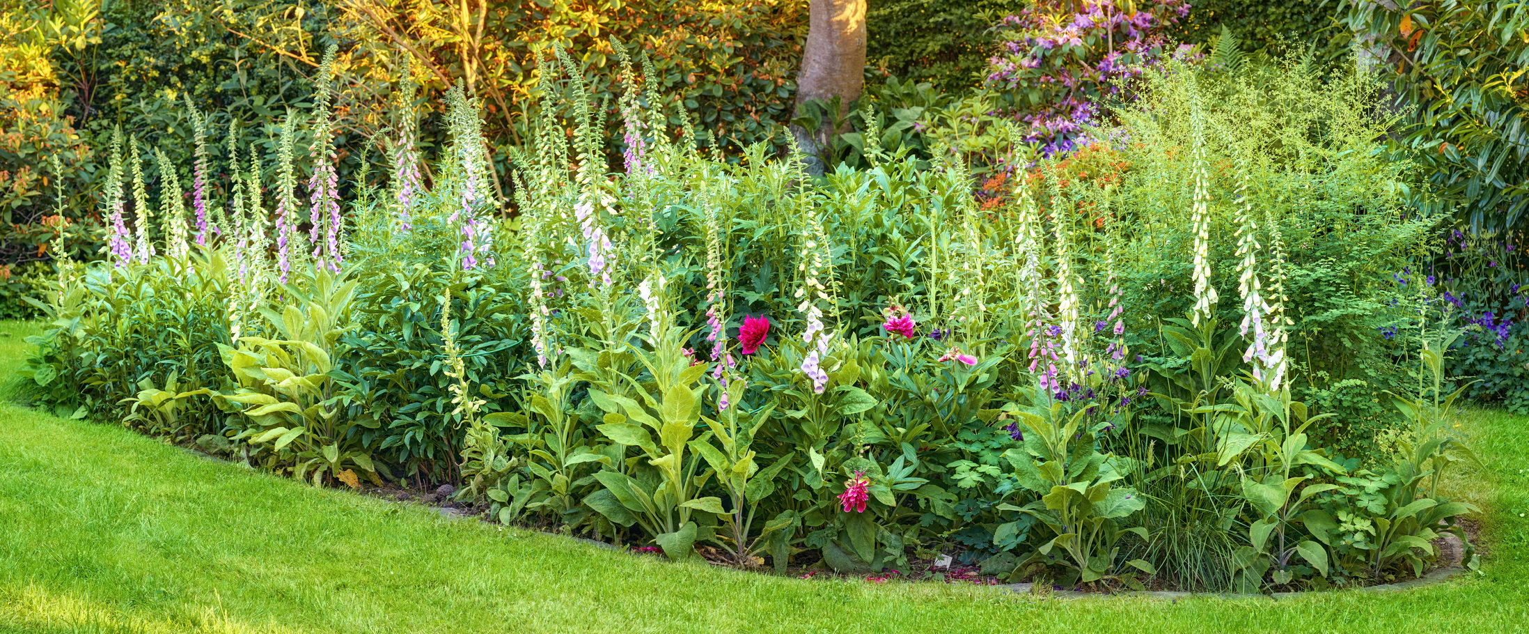 Buy stock photo Colorful Foxglove flowers growing in a green park. Gardening beautiful perennial plants grown as decoration in neat garden or a well maintained backyard. Pink and purple flowerbed on a lawn in spring