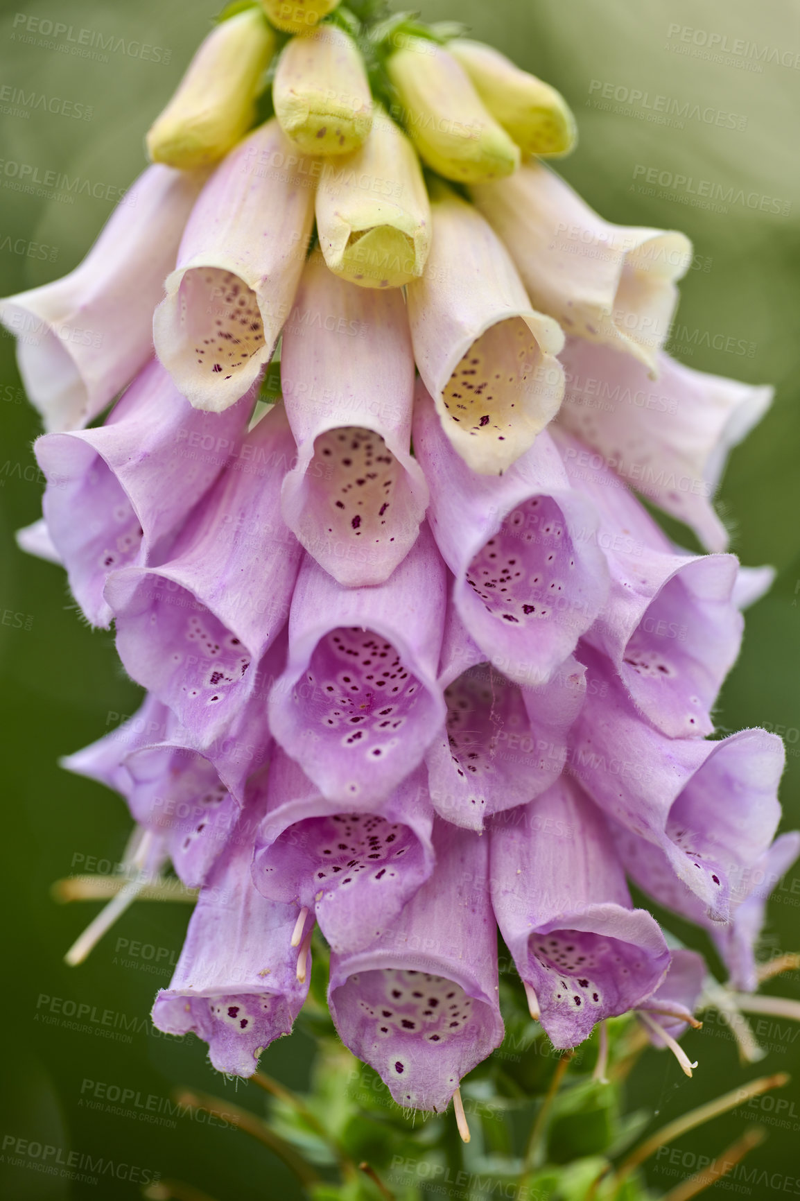 Buy stock photo A series of beautiful garden photos