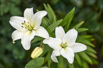 Beautiful flowers from my garden