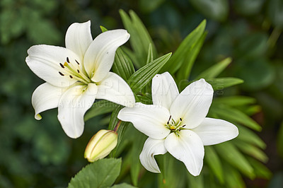 Buy stock photo A series of beautiful garden photos