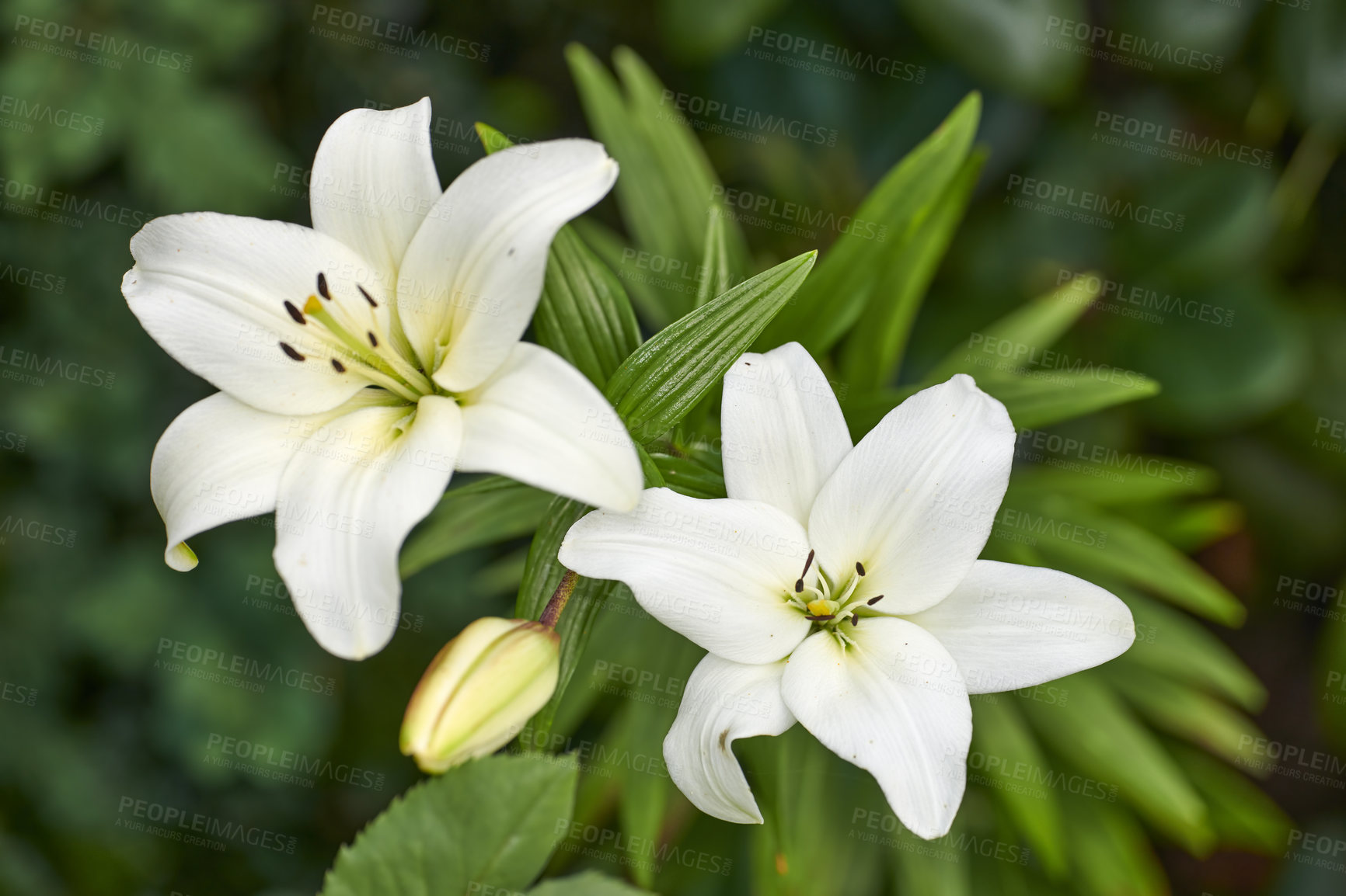 Buy stock photo A series of beautiful garden photos