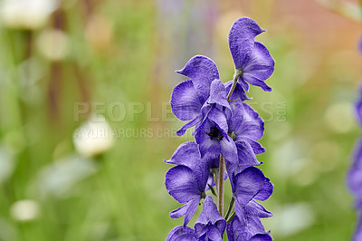 Buy stock photo A series of beautiful garden photos