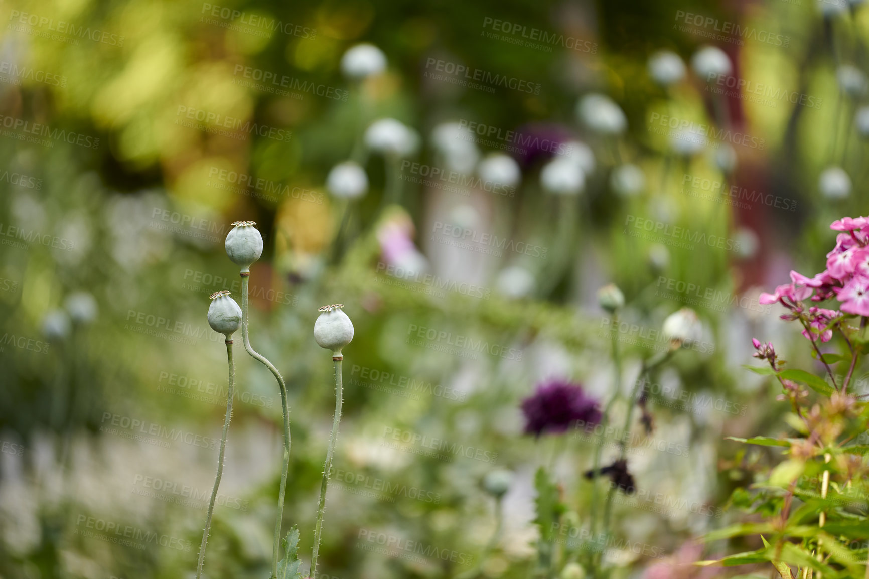 Buy stock photo Wild opium or breadseed poppy flowers growing in a botanical garden with blurred background and copy space. Closeup of papaver somniferum plant buds blooming in nature on a sunny day in spring