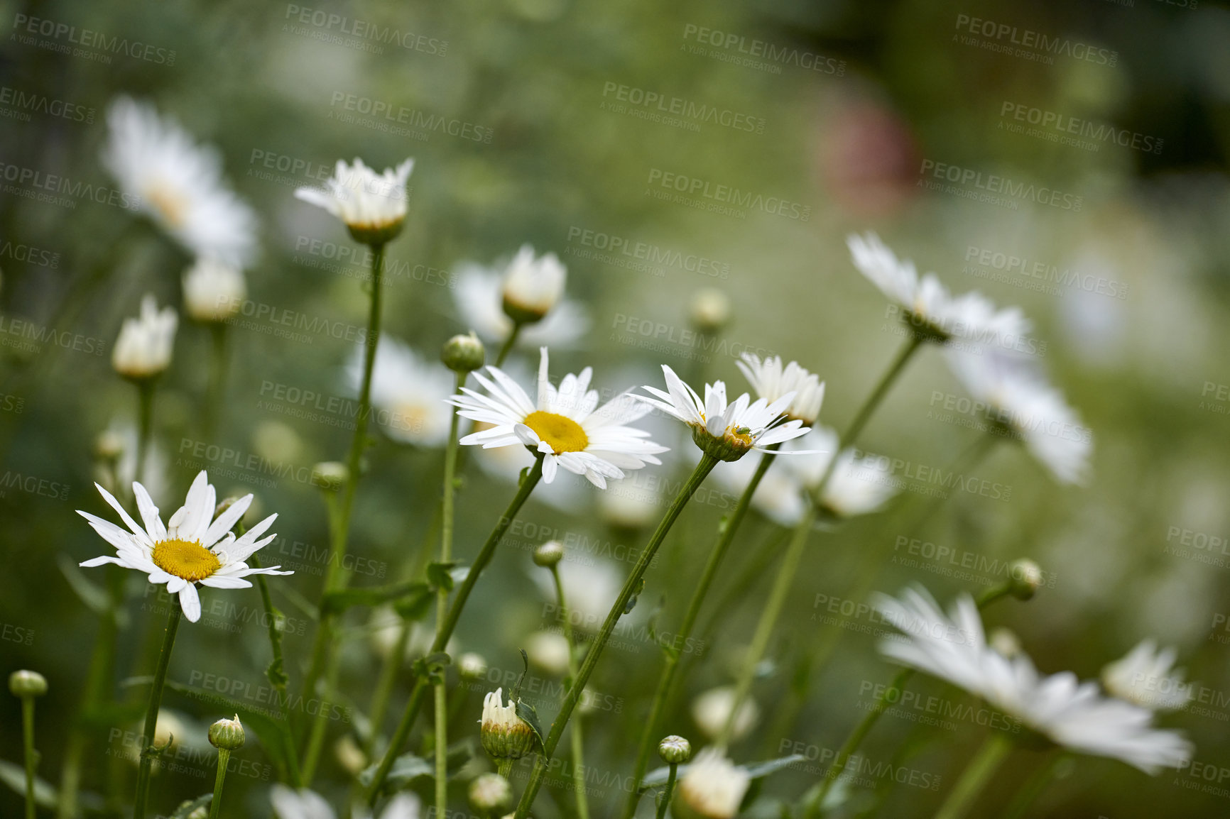 Buy stock photo A series of beautiful garden photos