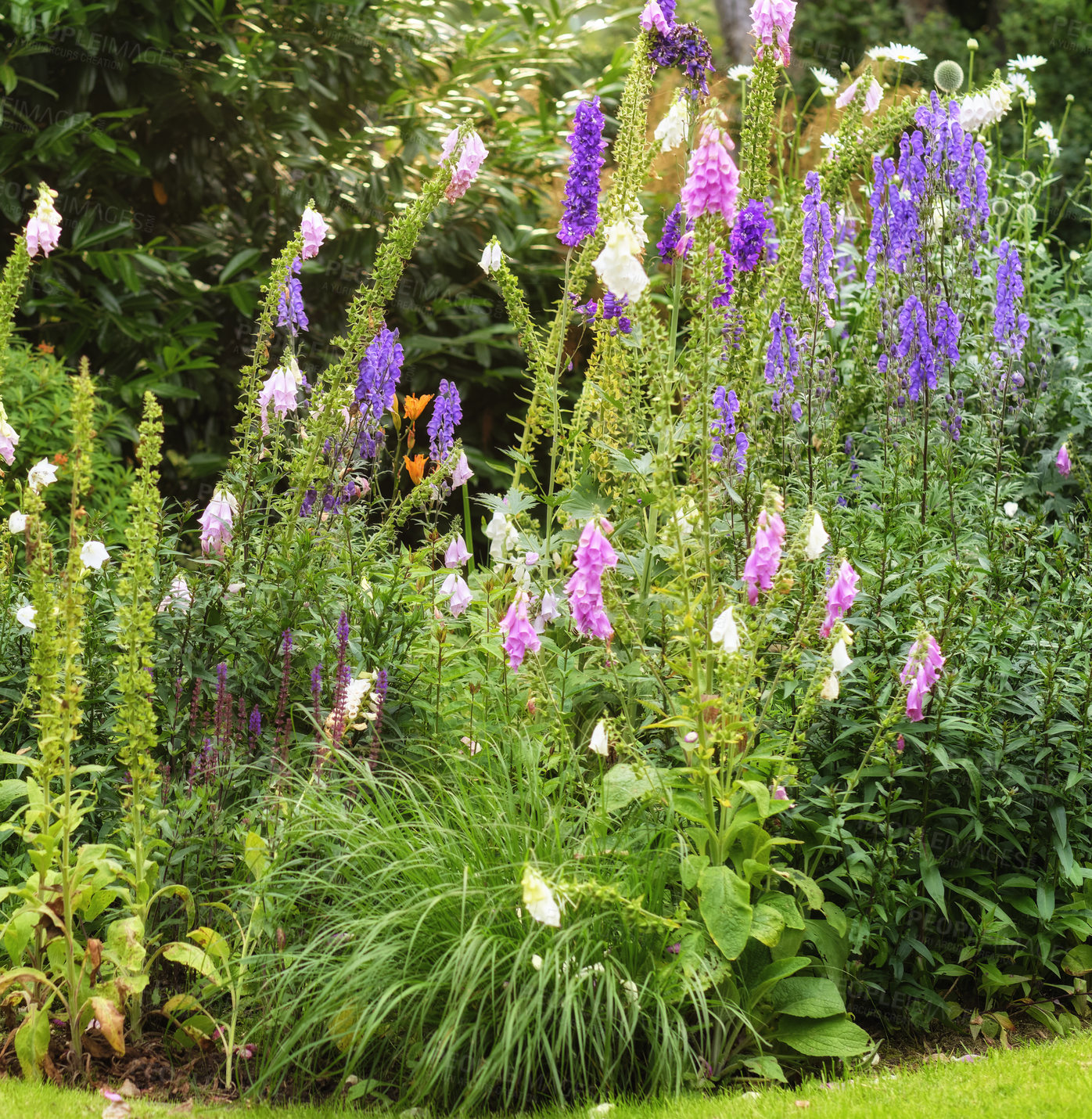 Buy stock photo Poisonous, foxglove flowers or digitalis purpurea in a colorful outdoor botanical garden with plants and trees on a sunny day in Spring. Beautiful scene of nature in a peaceful backyard environment.
