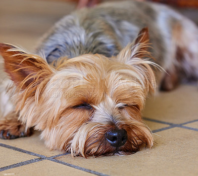 Buy stock photo Sleeping puppy, dog and pet in the home, relax on kitchen floor and comfort with man's best friend. Adoption, foster and animal care, tired domestic yorkshire terrier with nap or asleep for wellness