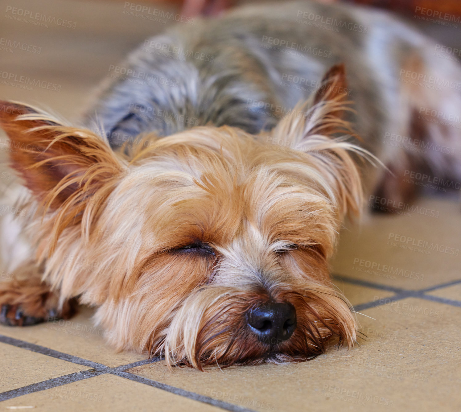 Buy stock photo Sleeping puppy, dog and pet in the home, relax on kitchen floor and comfort with man's best friend. Adoption, foster and animal care, tired domestic yorkshire terrier with nap or asleep for wellness