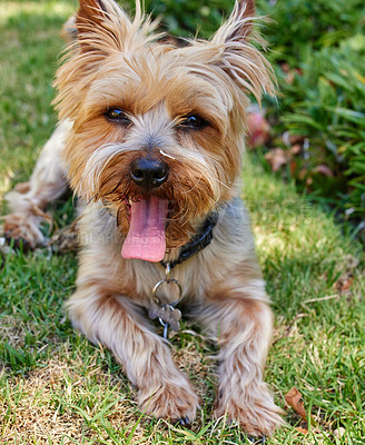 Buy stock photo Full length shot of a Yorkshire Terrier lying outside on the grass during the day