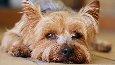 Buy stock photo Dog, ground and home with Yorkshire Terrier, relax and pet with face and calm behaviour. Fur, rescue puppy and animal ready for a rest with comfort in a new house with care and loyal yorkie on floor