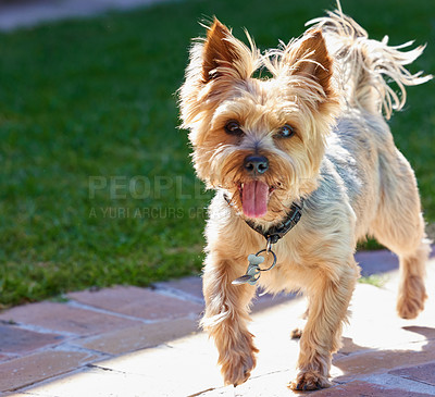 Buy stock photo Full length shot of a Yorkshire Terrier running outside during the day