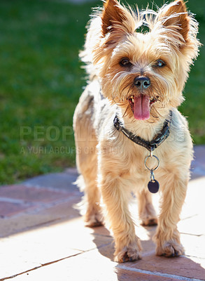 Buy stock photo Dog, happy and outdoor with Yorkshire Terrier, backyard and pet with face and calm behaviour. Fur, rescue puppy and animal ready to play in house garden with care and loyal yorkie on brick walkway