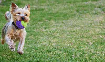 Buy stock photo Full length shot of a Yorkshire Terrier playing fetch outside in the garden during the day