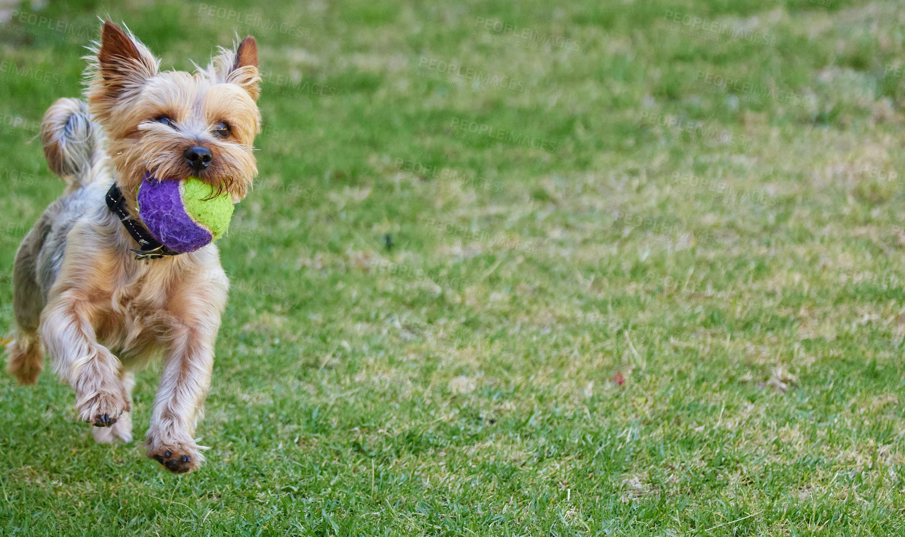 Buy stock photo Full length shot of a Yorkshire Terrier playing fetch outside in the garden during the day