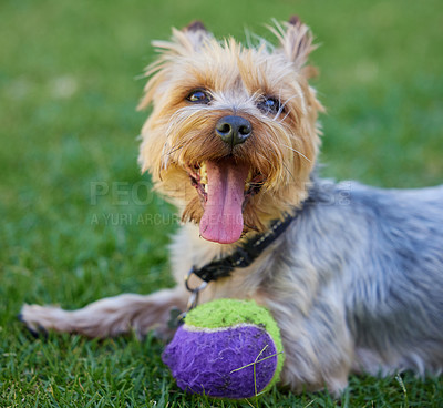 Buy stock photo Cropped shot of a Yorkshire Terrier lying on the grass in the garden with his ball during the day