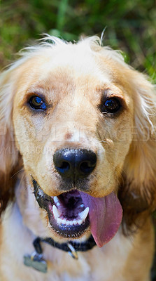 Buy stock photo Portrait shot of an adorable cocker spaniel puppy with its tongue out sitting outside on the grass