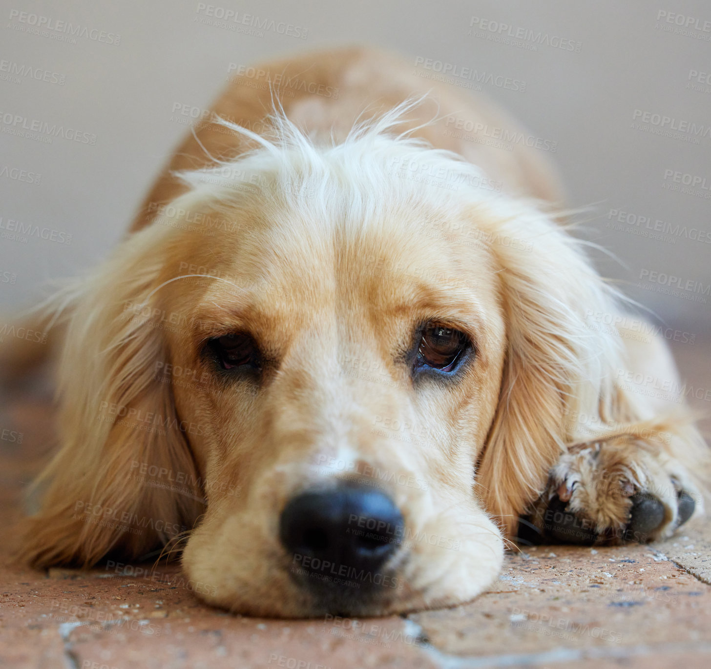 Buy stock photo Portrait shot of an adorable cocker spaniel puppy resting outside