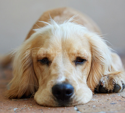Buy stock photo Dog, cocker spaniel and relax or rest outdoor with face on paving, calm and peaceful furry pet. Animal, puppy and fluffy companion for security, support and mental health on backyard floor of home
