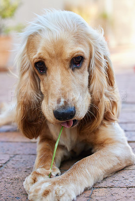 Buy stock photo Dog, animal and eating grass outdoor with face on paving with hunger and peaceful furry pet. Cocker spaniel, puppy and fluffy companion for security, support and wellness on backyard floor of home