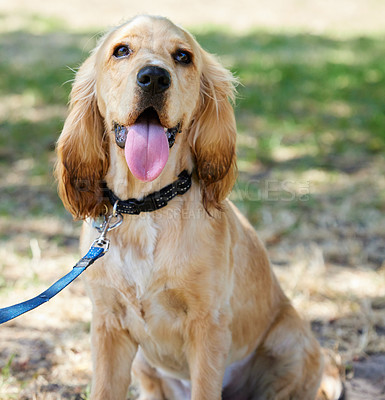 Buy stock photo Dog, cocker spaniel and puppy on grass with tongue for walking outdoor with collar, resting and break. Animal, furry pet and companion in park for security, relax and mental health support in nature