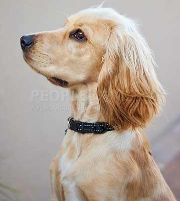 Buy stock photo Portrait shot of an adorable cocker spaniel puppy sitting outside