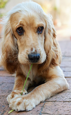 Buy stock photo Portrait shot of an adorable cocker spaniel puppy laying on brick paving outside chewing a blade of grass