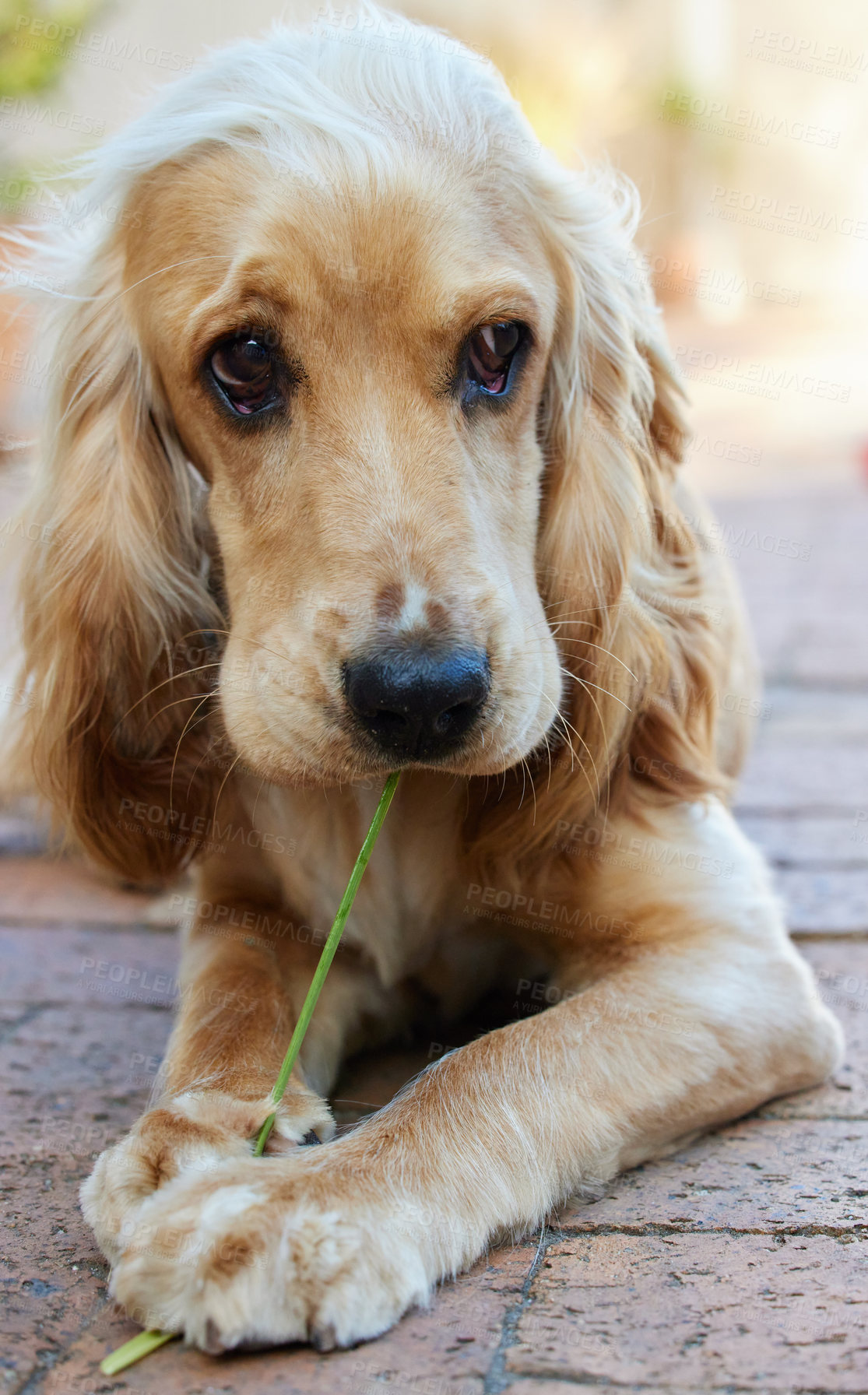 Buy stock photo Portrait shot of an adorable cocker spaniel puppy laying on brick paving outside chewing a blade of grass
