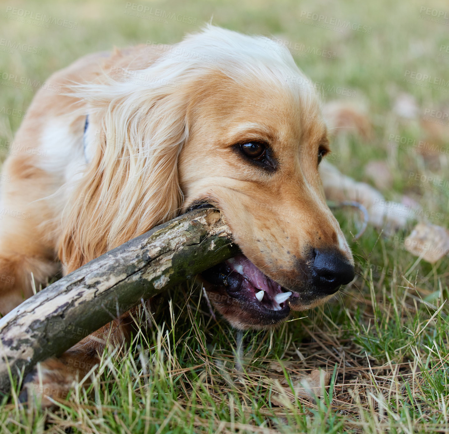 Buy stock photo Portrait shot of an adorable cocker spaniel puppy lying on the grass chewing a stick