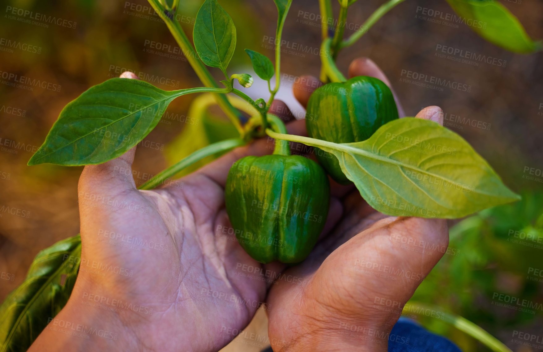 Buy stock photo Hands, green pepper and plant in garden with vegetable, agriculture and person harvest crops outdoor. Sustainability, growth and eco friendly hobby, healthy food and organic produce for wellness
