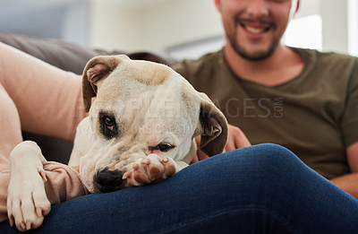Buy stock photo Dog, man and relax on sofa in home with love, smile or care with happiness by blurred background. Pet pitbull, animal and happy guy on lounge couch with bond, sitting and together with woman in house
